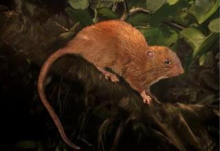 Découverte d'une nouvelle espèce de rat géant dans le Pacifique