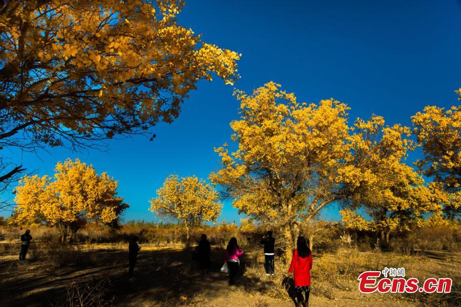 La forêt de peupliers du désert de Mogao aux couleurs de l'automne