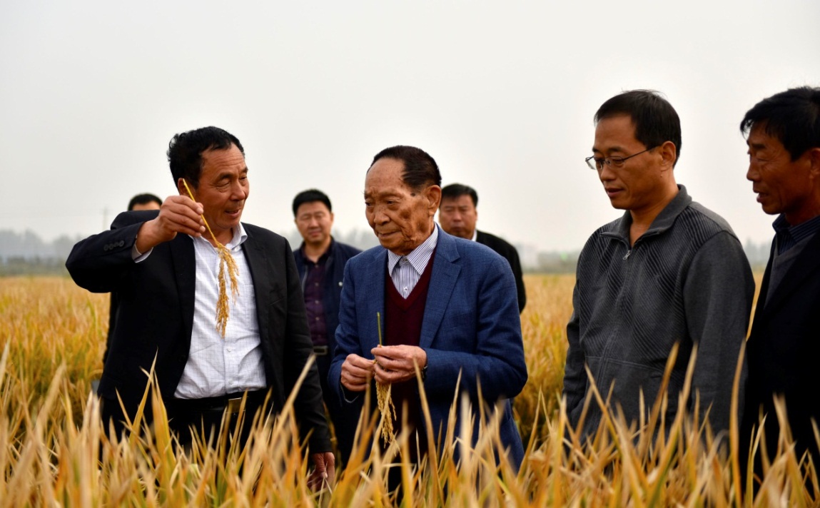 Record du monde de récolte pour le « super-riz » chinois