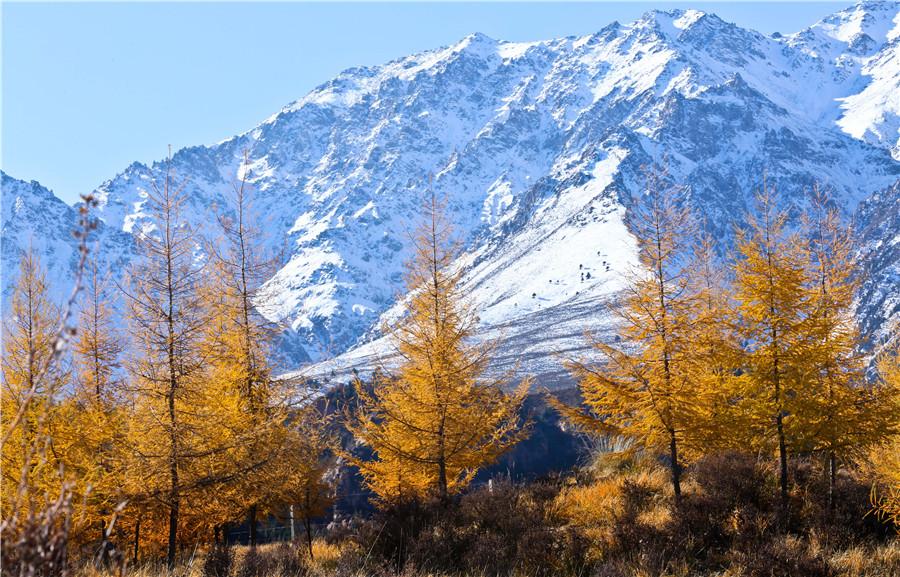 Chine : plus de zones vierges et de terres pour protéger la faune