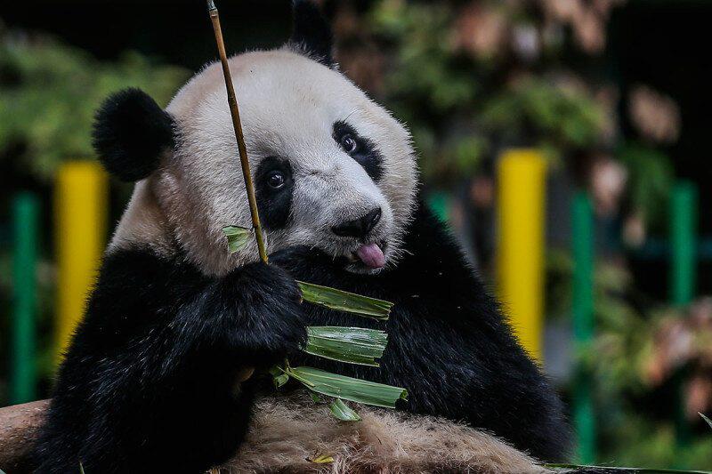 Les pandas géants pourraient être originaires de Hongrie