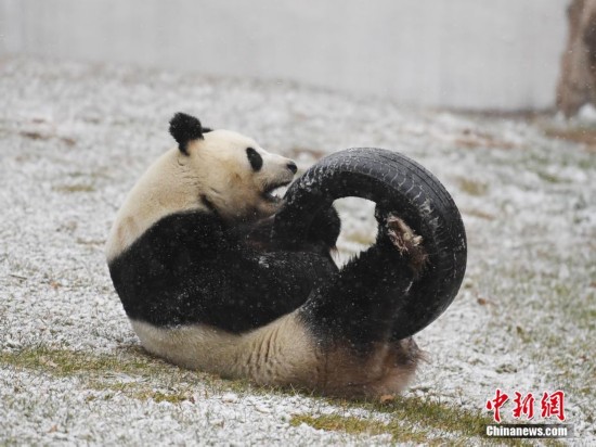 Un panda géant s'éclate dans la neige !