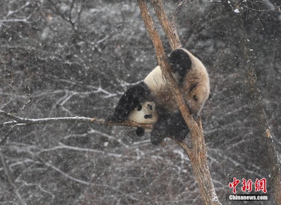 Un panda géant s'éclate dans la neige !