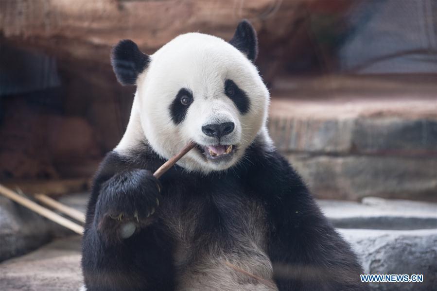 Les premiers pas de deux pandas géants en Indonésie