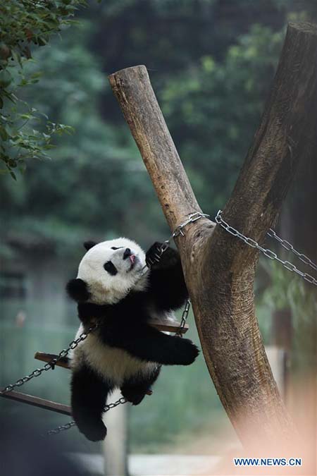 L'heureux quotidien des pandas géants au zoo de Chongqing