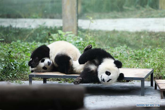 L'heureux quotidien des pandas géants au zoo de Chongqing