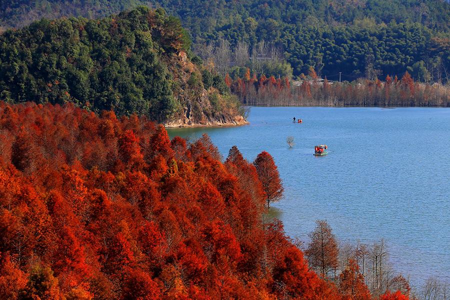 Une forêt de mélèzes de Chine sous le soleil hivernal