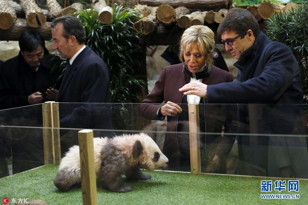 Le premier bébé panda né en France baptisé Yuan Meng