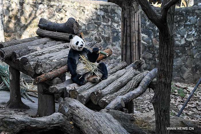 Sichuan : bain de soleil hivernal pour les pandas géants 