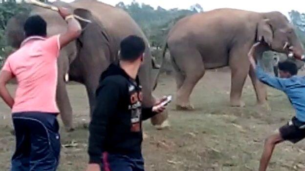 Inde : augmentation des accidents avec des éléphants à cause des selfies