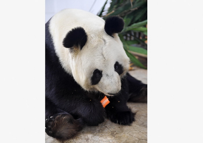 Changchun : les pandas chouchoutés en hiver
