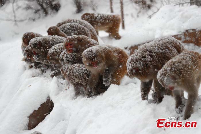 Henan : des macaques sauvages dans la neige