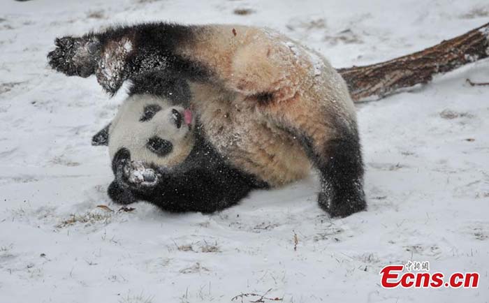 Des pandas géants dans la neige