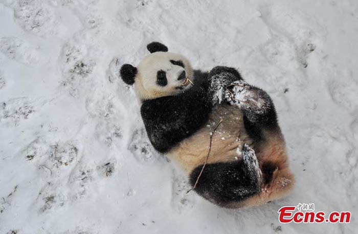 Des pandas géants dans la neige
