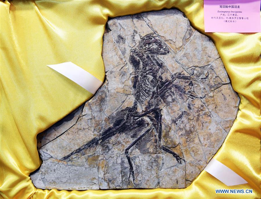 Huit fossiles restitués à la Chine