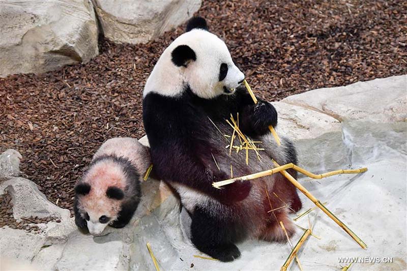Débuts publics de Yuan Meng, le premier bébé panda né en France