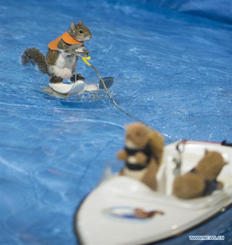 Quand un écureuil pratique le ski nautique
