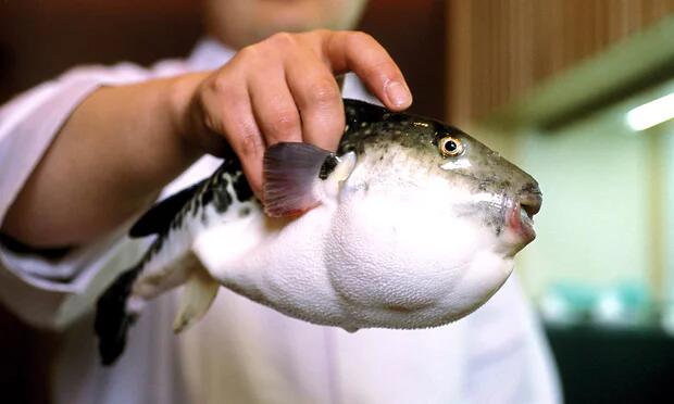 Japon : alerte au poisson fugu mortel dans le centre du pays