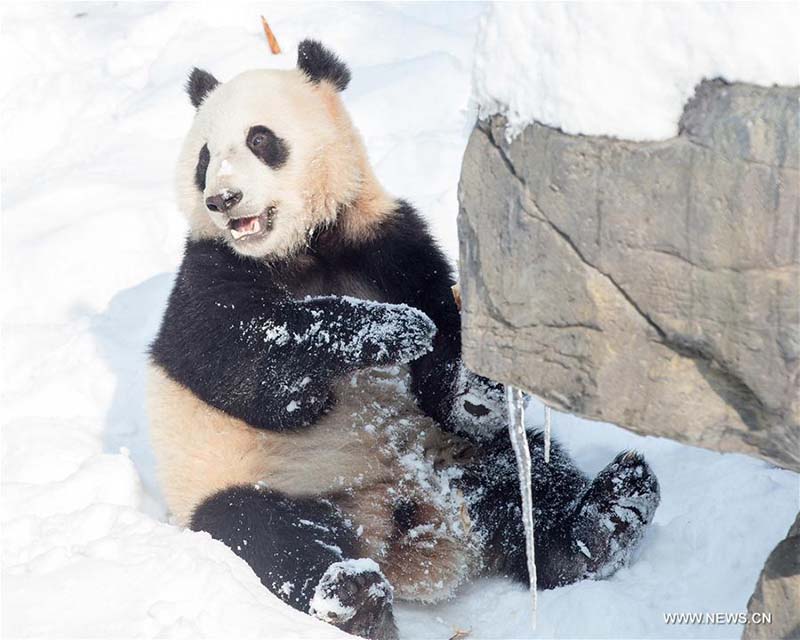 Les pandas géants profitent de la neige à Nanjing 