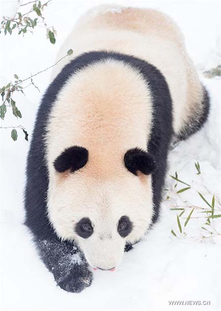 Les pandas géants profitent de la neige à Nanjing 