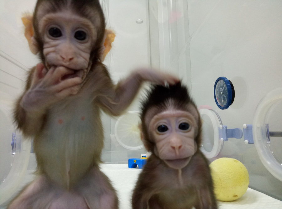 Le clonage de deux singes, symbole de l'émergence scientifique de la Chine