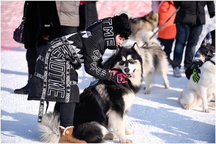 Des chiens en compétition sur la glace et la neige à Shenyang