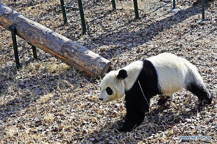 Réouverture au public de l'enclos des pandas géants du zoo de Tianjin