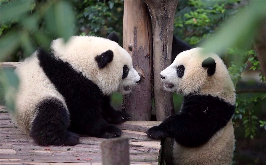 Les secrets du régime alimentaire du panda géant