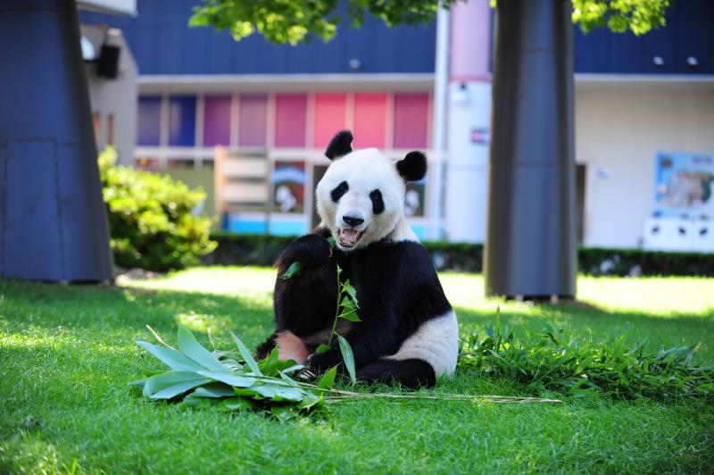 Un panda gagne le prix du meilleur animal au Japon