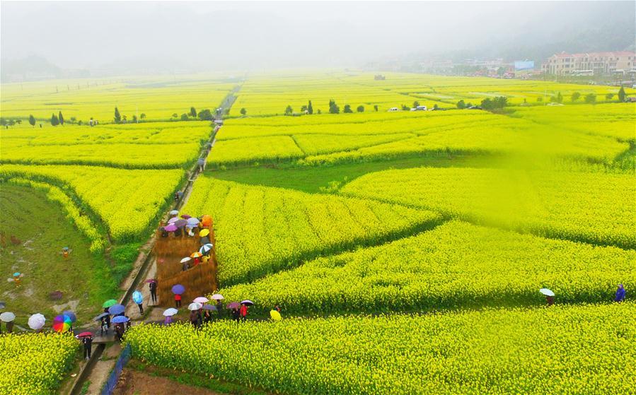 Hunan : un magnifique paysage de fleurs de colza