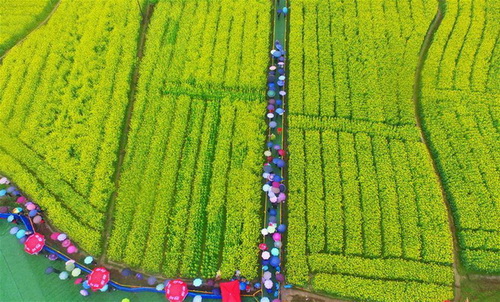 Hunan : un magnifique paysage de fleurs de colza