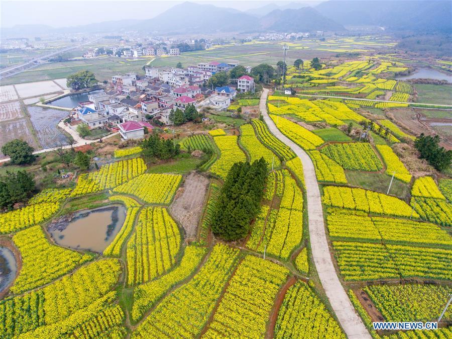 La beauté des paysages de fleurs de colza à travers la Chine