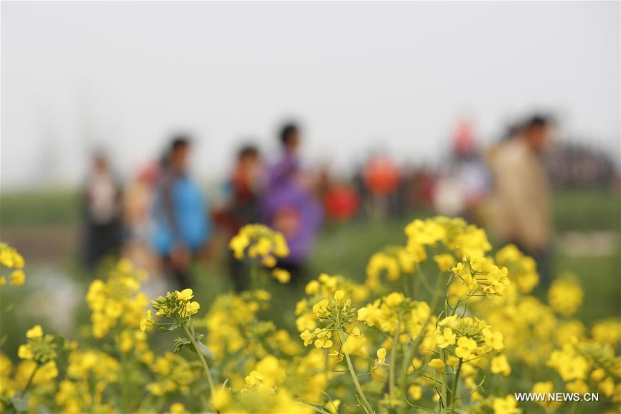 Jiangsu : vue aérienne de fleurs de colza