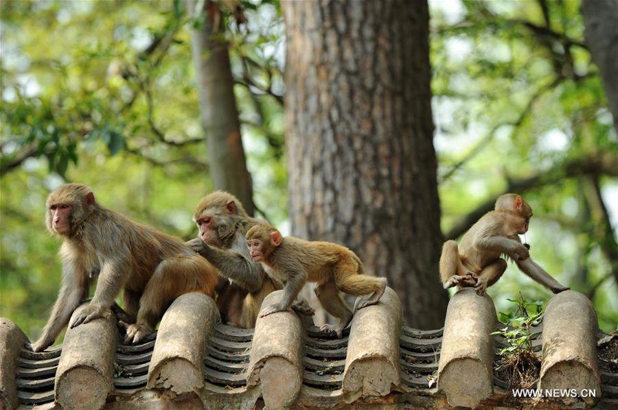 Des macaques jouent dans le parc Qianlingshan de Guiyang