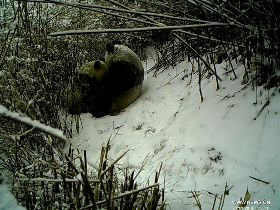 Une femelle panda géant et son petit pris en photo dans le nord-ouest de la Chine