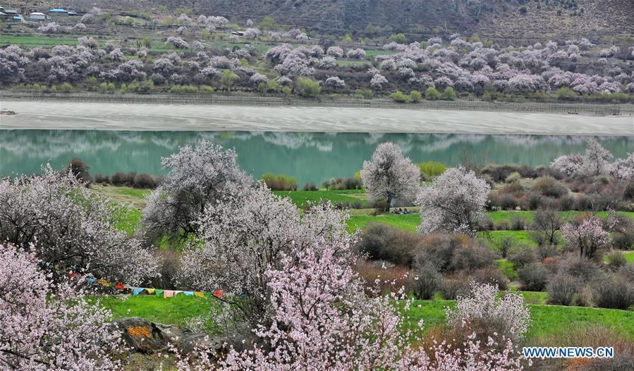 Tibet : des fleurs en floraison le long de la rivière Nyang
