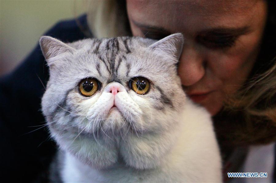 Ouverture d'un concours de beauté de chats à Bucarest
