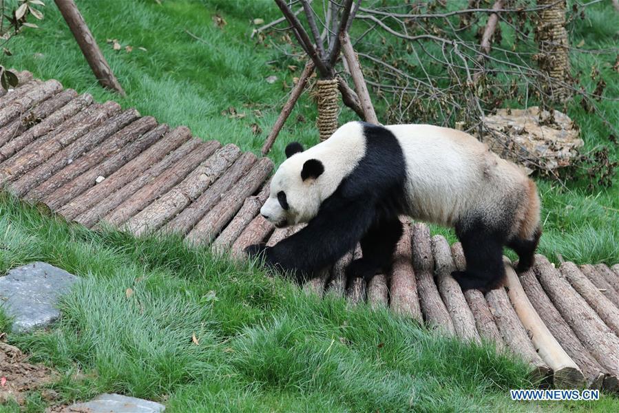 Deux pandas rentrés de l'étranger exposés au zoo de Guiyang
