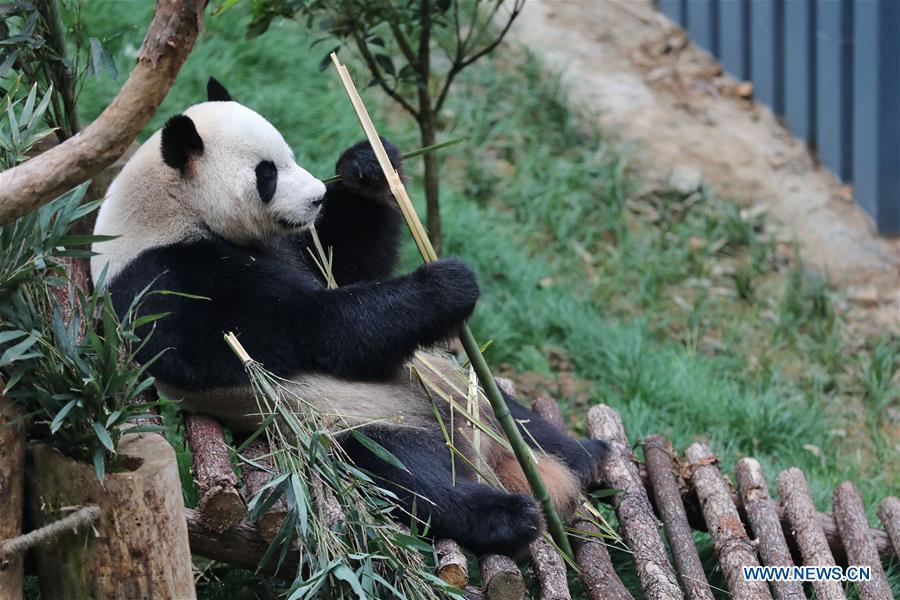Deux pandas rentrés de l'étranger exposés au zoo de Guiyang