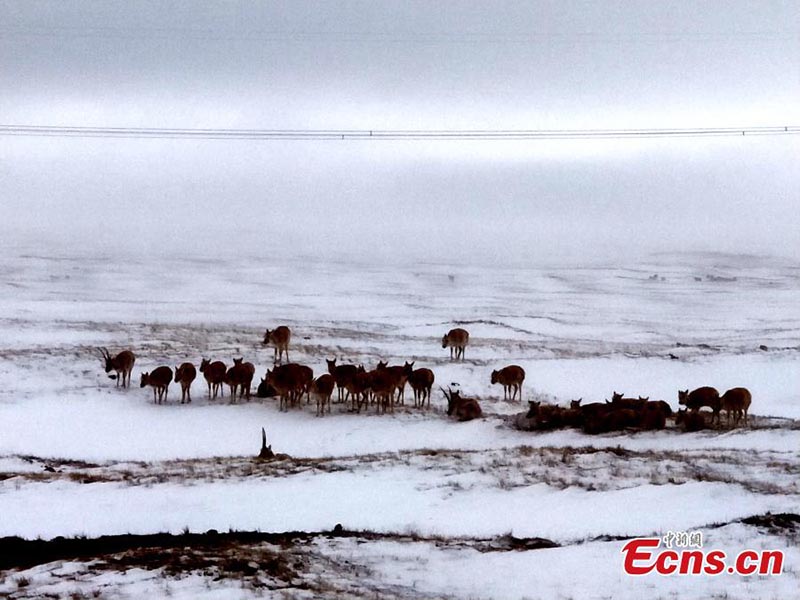 Hoh Xil : des antilopes du Tibet à la recherche de nourriture dans la neige