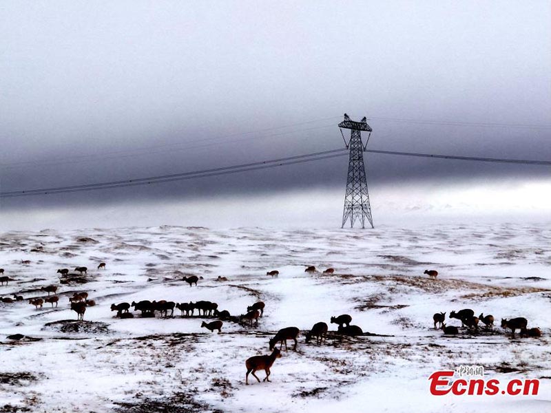 Hoh Xil : des antilopes du Tibet à la recherche de nourriture dans la neige
