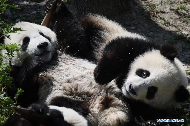 La base de Shenshuping abrite désormais plus de 50 pandas géants