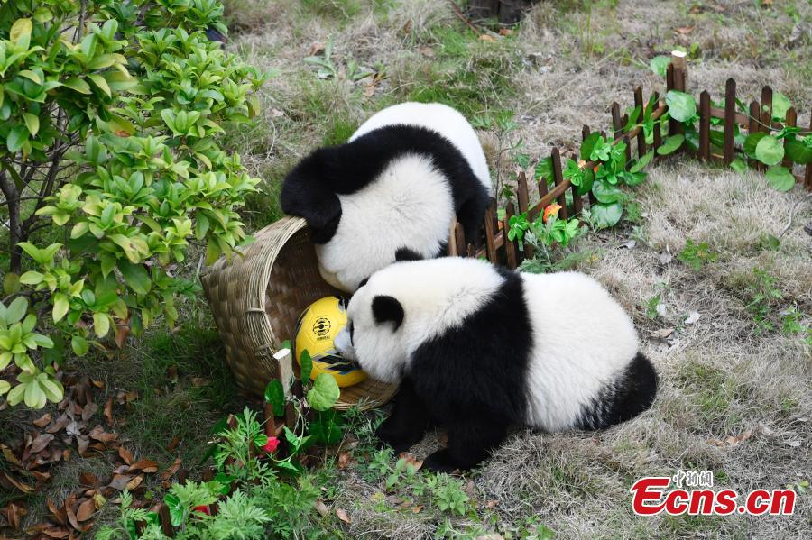 Lancement de la Coupe du monde de football des pandas dans le Sichuan