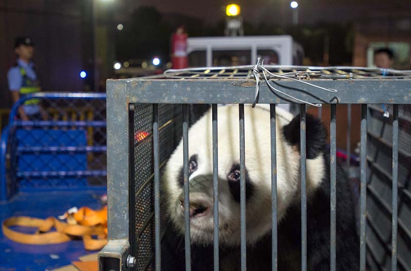Un panda renvoyé au Sichuan après des soupçons de maltraitance
