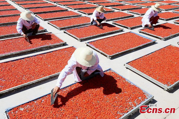 Gansu : c'est la saison de la récolte du goji à Zhangye