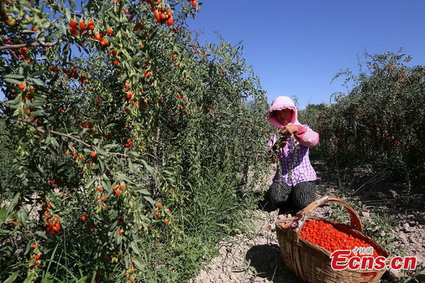 Gansu : c'est la saison de la récolte du goji à Zhangye