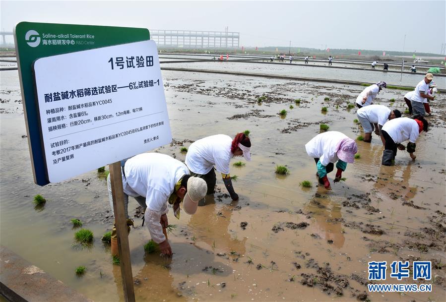 Faut-il continuer à cultiver le riz de mer malgré le manque d'eau douce ? 