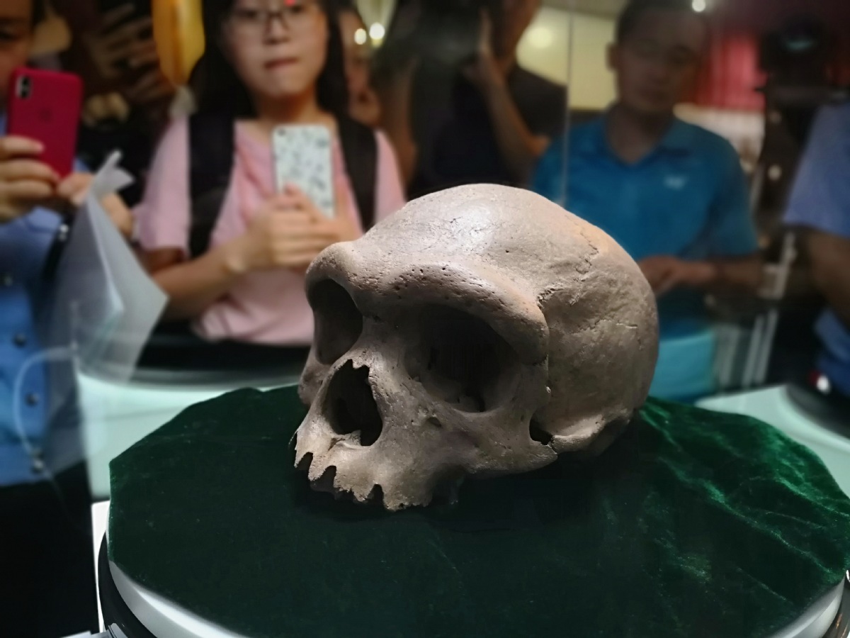 Un crâne fossile pourrait apporter des réponses à l'évolution de l'espèce humaine