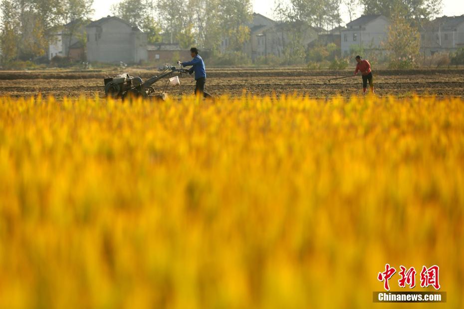 Le premier Festival des récoltes des agriculteurs de Chine en photos