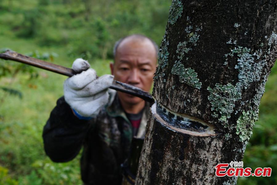 Guizhou : artisanat ancien d'extrait de la laque toujours une source de revenus